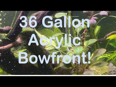36 Gallon Acrylic Bowfront #acrylic aquarium #bowf 36 Gallon Acrylic Bowfront #acrylic aquarium #bowfront #planted tank

Update on my 36 gallon acrylic