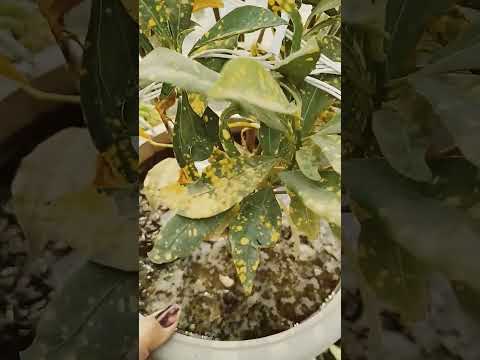 drainage check karte Rahe Apne plant ki gamlon ki#gardeningbyrc