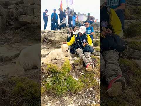 Love❤️🐕🦺🐶 #shorts #ytshorts #animals #dogs #humanity #voiceforvoiceless #animallovers