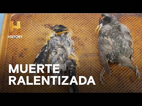 MUERTE RALENTIZADA - EL SECRETO DEL RANCHO SKINWALKER