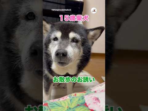 おじいちゃんワンコの癒し散歩とお誘いのひととき サムネイル