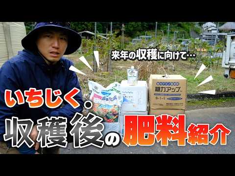 【いちじく収穫後に必ずやって!!!】寒くなってきたらまくべき肥料を紹介
