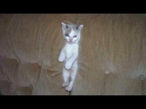 Only LAUGH MASTER can survive this LAUGH CHALLENGE - The BEST CAT VIDEO