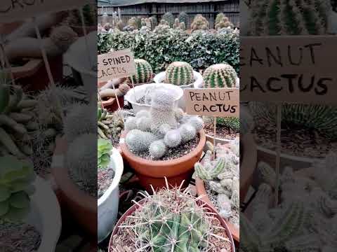Cactus Garden Collection#yooraphchannel #cactus #garden #shorts