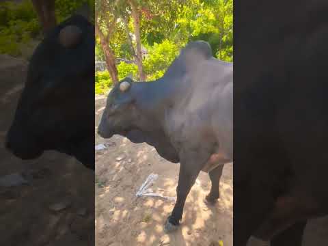 शुद्ध कपिल रंग का हरियाणा नस्ल नंदी Pure Kapila colour Haryana breed bull #हरियाणा_नस्ल #bull