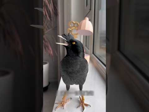 Shalik sang a ghazal to his mother, who woke him up during Sehri.#shalikpakhi #talkingbirds