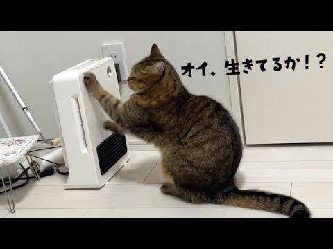 寒がりネコが消えたヒーターをカリカリして蘇生させる動画