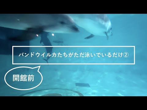 猫の動画サムネイル - バンドウイルカたちがただ泳いでいるだけ②