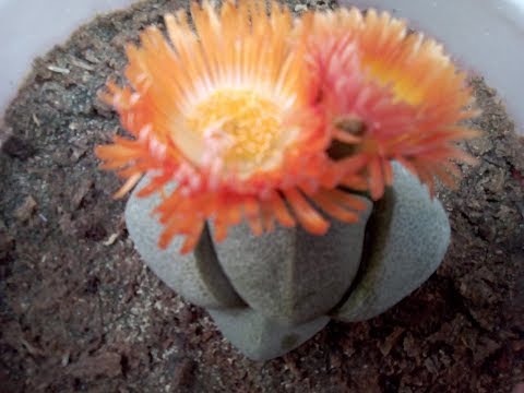 Flor de Pleiospilos nelii #Shorts