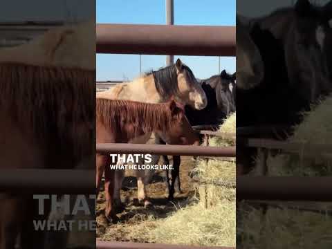 HELP SOS  #help #horse #animals