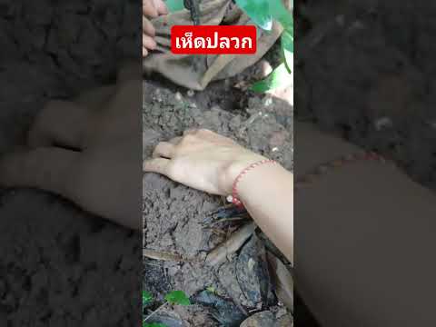 เห็ดปลวกเกิดแล้วเด้อ #เก็บเห็ด #เห็ด #เห็ดโคน #shorts