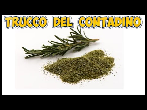 Seccare in modo perfetto il rosmarino e la salvia e senza nessuna fatica