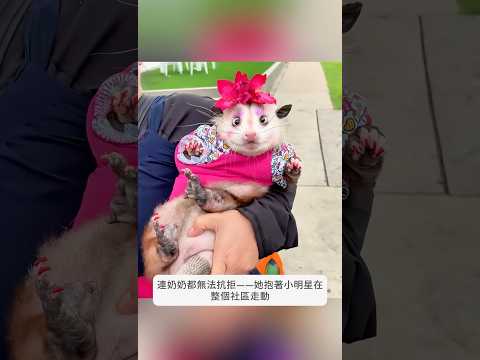 善良女子救了負鼠寶寶，用愛撫養長大