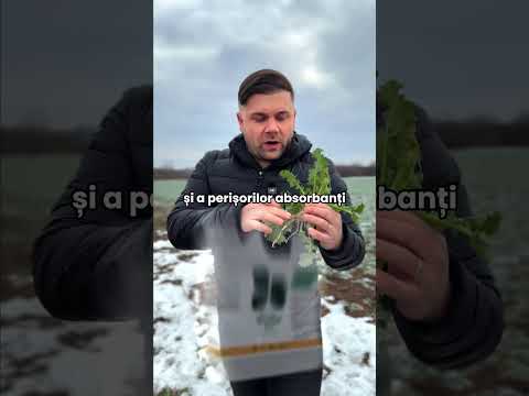 Rădăcini de până la 10 ORI mai mari? Da, se poate!