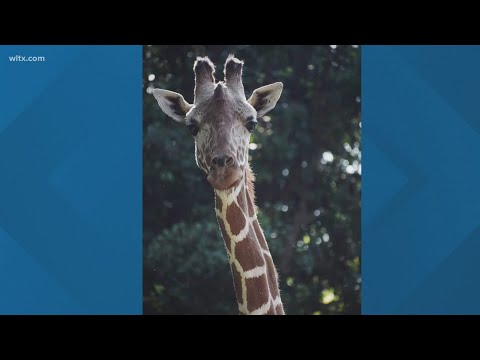 Riverbanks Zoo giraffe dies