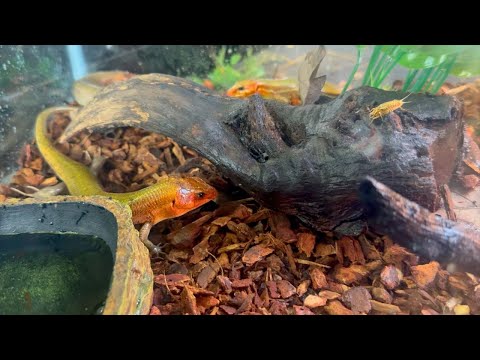 Broadhead Skinks are Invading My Fish Room broached skink care guide. Setting up a terrarium for our pet lizards

Uncommon Aquatics is a place 