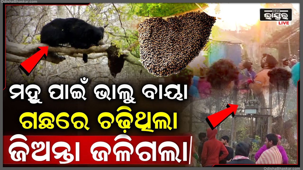ମିଠା ମହୁ ଦେଖି ଲୋଭ ସମ୍ଭାଳି ପାରିଲାନି ଭାଲୁ, ଟ୍ରାନ୍ସଫର୍ମର ଉପରେ ଚଢିଥିଲା, ଚାଲିଯାଇଛି ଭାଲୁର ଜୀବନ...