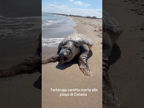 Tartaruga caretta morta