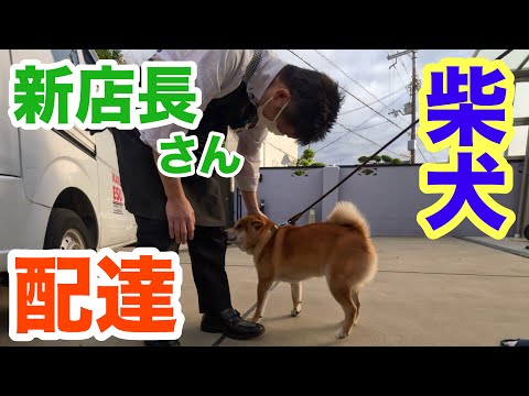 【柴犬】新店長さんの初配達