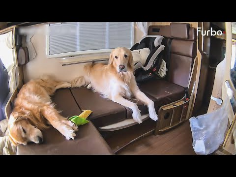 日本初？！車にペットカメラ設置したら可愛い事実が発覚しましたww【Furbo】