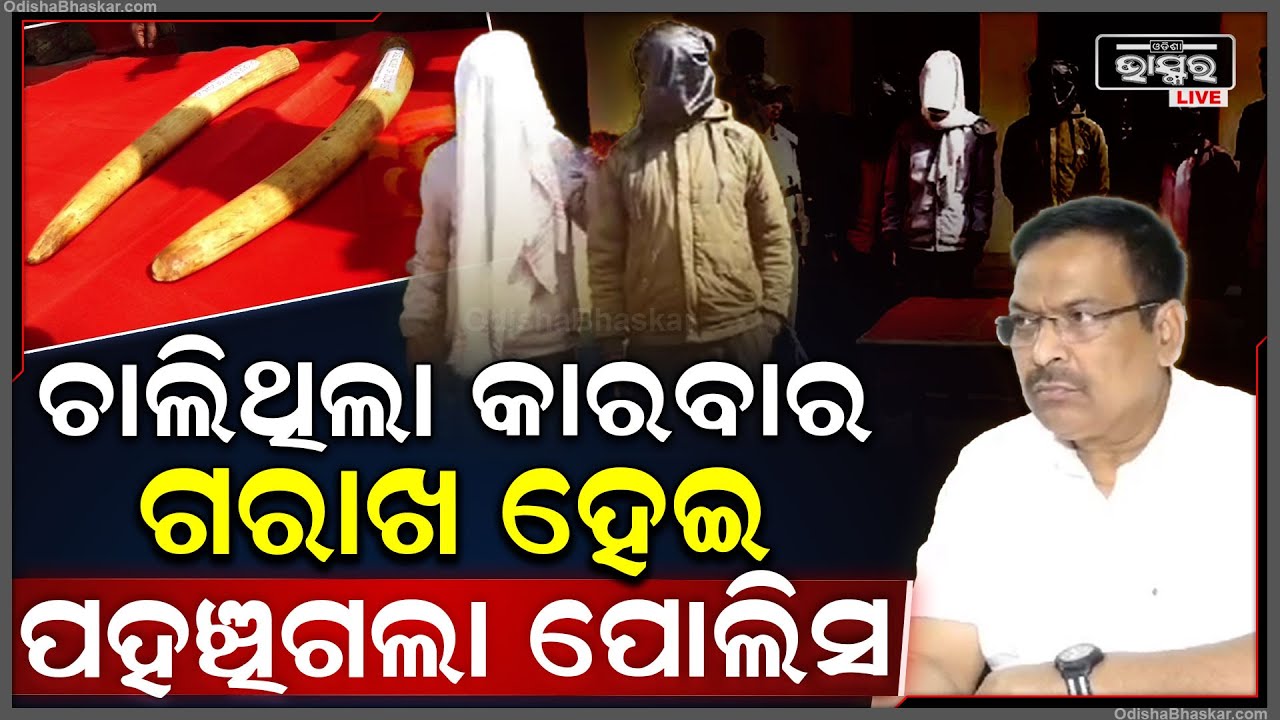 ନୃଶଂସ ଭାବରେ ହାତୀଠୁ କାଟି ନେଉଥିଲେ ଦାନ୍ତ, ମାଡ଼ିବସିଲା ବନ ବିଭାଗ