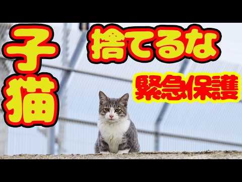 【子猫 保護】子猫を夜 海岸べりに捨てるな！助けるぞ！