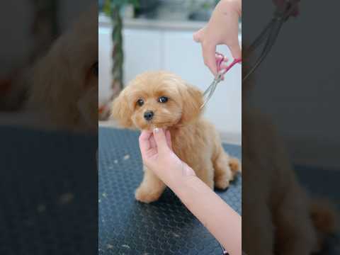 衝撃のビフォーアフター!可愛すぎるマルプーの子犬、初めてのトリミング #asmr #shorts #子犬 #トリミング #asmr #ヘアカット