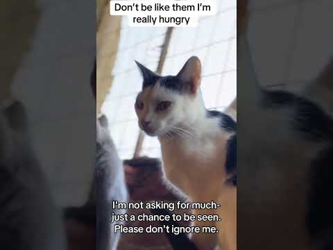 this hit you please make a donation tohelp my cats from eyes infection(donation link is in bio👇👇🙏