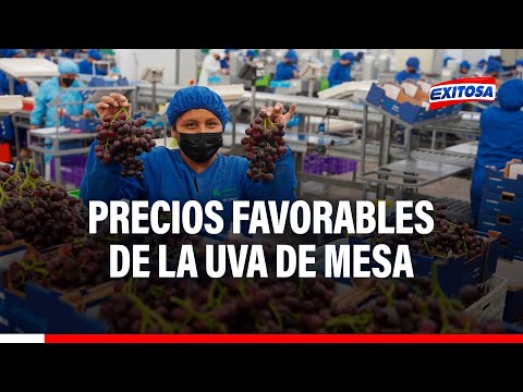 Cillóniz: Temporada de uvas de mesa inició con buenos precios para los productores y exportadores