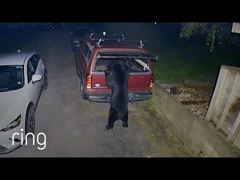 Will This Bear Leave a Truck Alone After Being Asked by the Owner? | RingTV