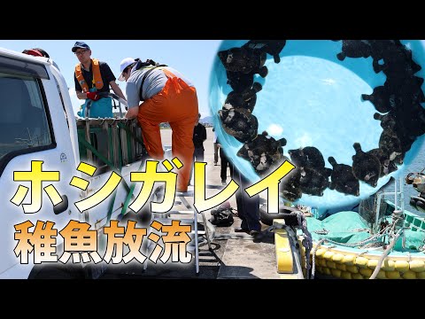 【2025年6月17日】ホシガレイ稚魚放流