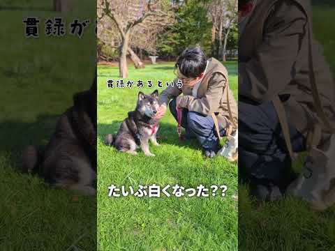 【北海道知事】愛犬と知事公館お花見へ
