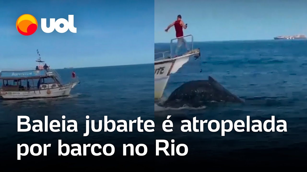 Baleia jubarte é atropelada por barco em Arraial do Cabo no Rio de Janeiro veja vídeo