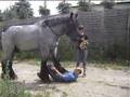 Коневодство: Белгийский конь