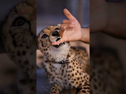Beautiful Cheetah is Very Tamed | Nouman Hassan