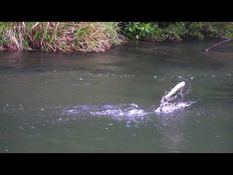 How to fish mouse flies during the day!
