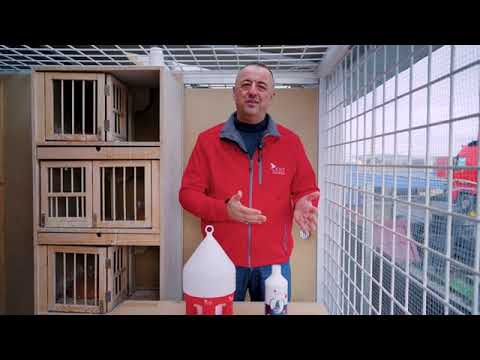 شوفو معيا الاخوان هاد الملوع الاوروبي تبارك الله عليه ونشوفو البرودويات لي كيخدم بيهم الهم بارك 