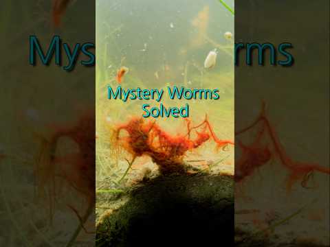 These worms are a perfect fit for miniBIOTA's Bios 