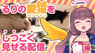 [LIVE] 🔴【Vtuber生放送】るりの愛猫を『しつこく』見せる配信【雑談】