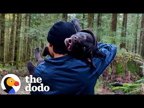 Photo for: Family Carries Their Injured Lab 7 Kilometers Down A Mountain | The Dodo