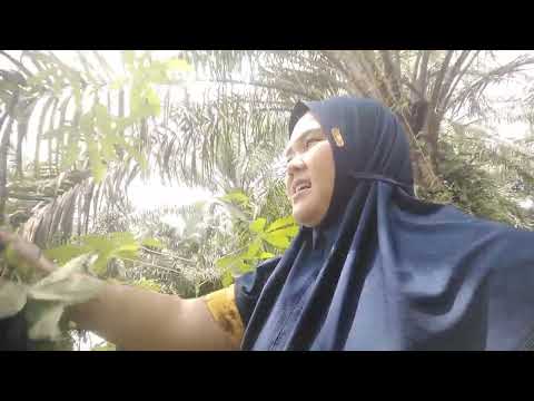 Terus biring bagi taullcepat cepat bagi tau ini lembu siapa