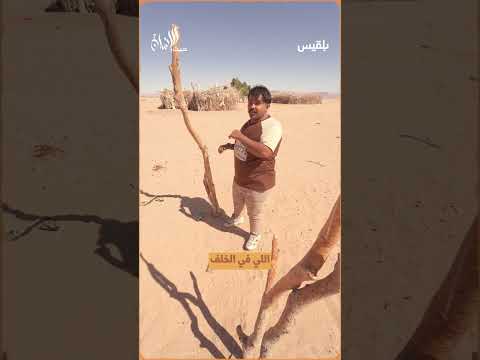 قناة بلقيس الفضائية
