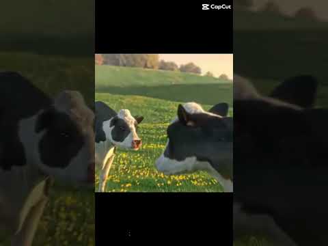 I may be a day late but…. #fypシ゚viral #cow #firstofthemonth #funny #fyp