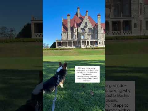 #corgi #shorts #shortvideo #doglover