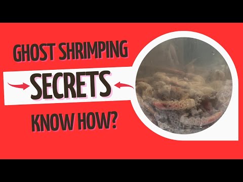 Fishing hack that will forever change your fishing outcomes. How to catch ghost shrimp. video thumbnail