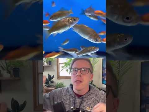 Stop Keeping Comet Goldfish