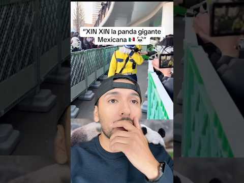 XIN XIN la panda gigante mexicana #sabiasque #curiosidades #shorts