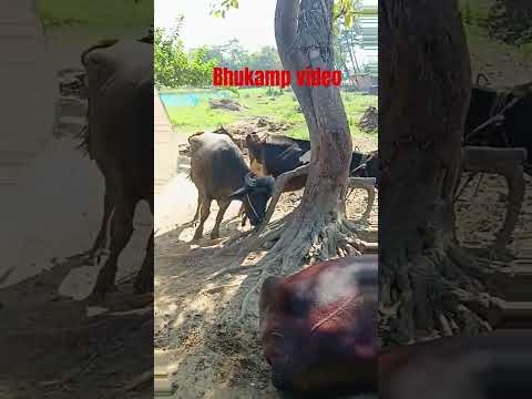 bhukamp video