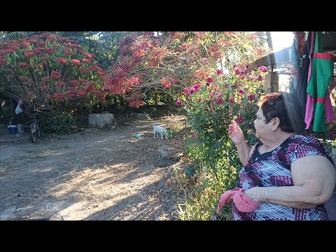 MOSTRÁNDOLE CÓMO ESTÁ EL SET NATURAL, ACOMPAÑENOS 