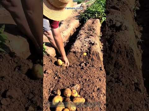 손괭이를 이용해 raised garden bed에서 잘 익은 감자 수확하기 - 농경지 이랑을 파서 싱싱한 감자를 캐내고 마른 <strong>흙</strong> 속에서 직접 키운 감자를 꺼내기!